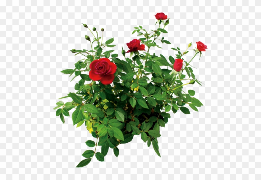 Rose Bush Clipart Transparent - Flower Bush Transparent #823300