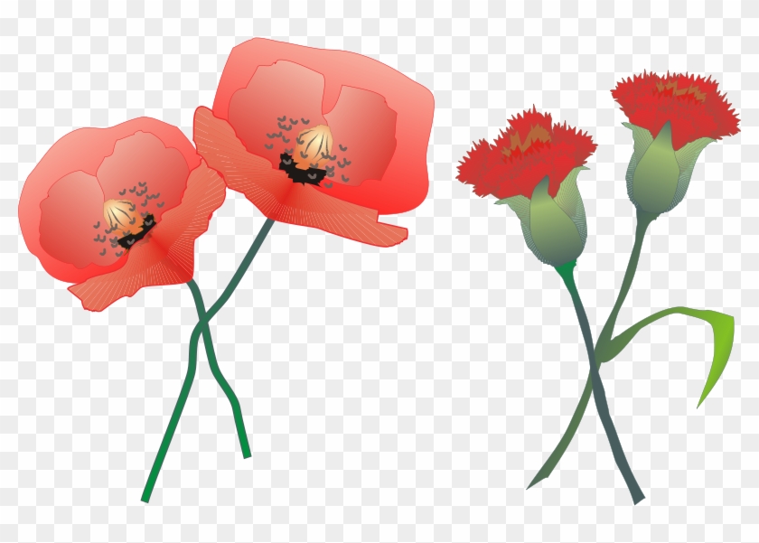 Free Claveles - Poppy Carnation #823302