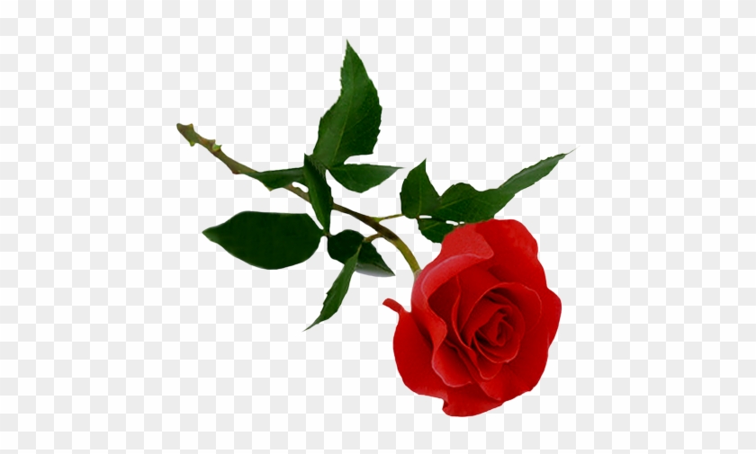 La Rosa Per La Festa Della Mamma - Rose Png #823347