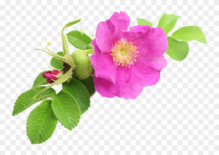 Phyto-floral Brand Of The Laboratories E - Centella - Huile Vegetale Bio Rose Musquée Vierge #823374