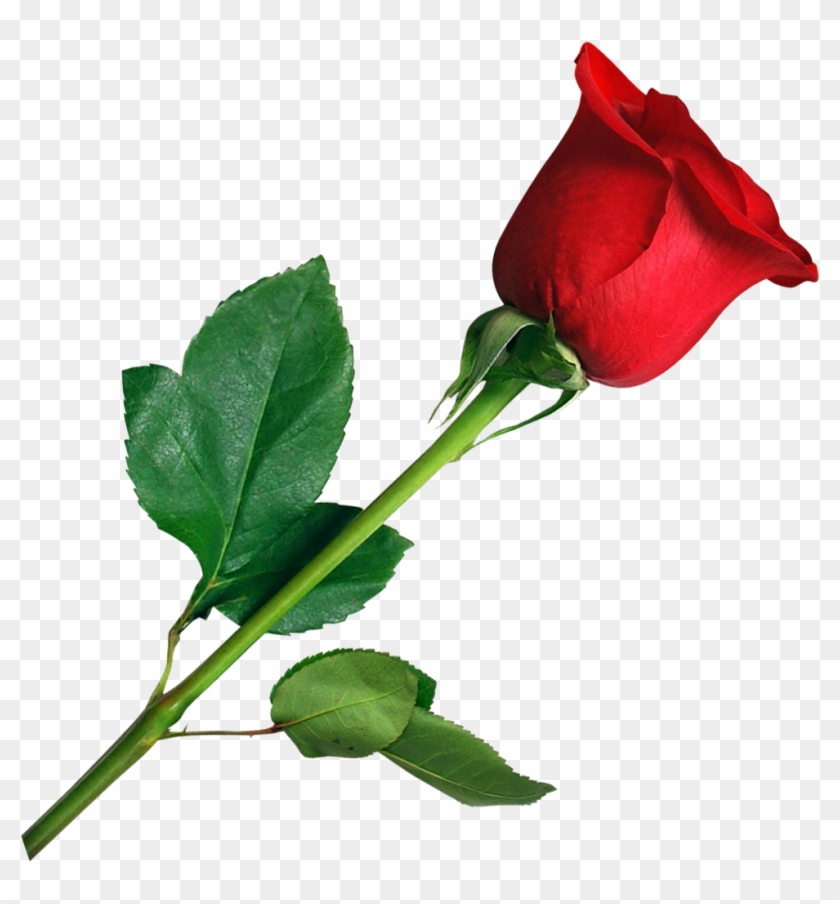 Rose Png Images - Flower Rose Png #823431