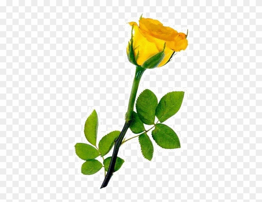 Free Flower Clipart - Yellow Long Stem Roses #823470