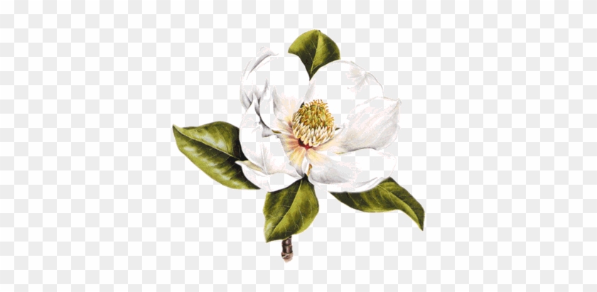 Magnolia Blossom Clipart - Magnolia Clipart #823503