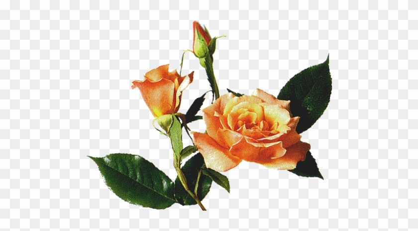 Wedding Camera Roses With Leaf - Rose #823584