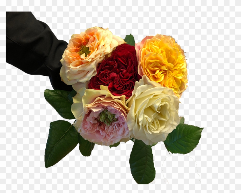 Dare To Be Different With Garden Roses - Garden Roses #823606