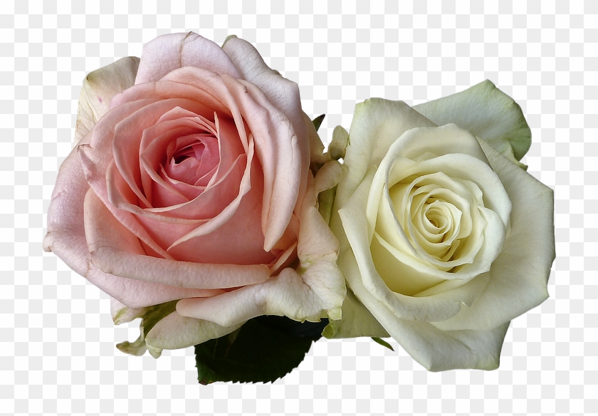 White Rose Png 19, - Romantic Rose Png #823617