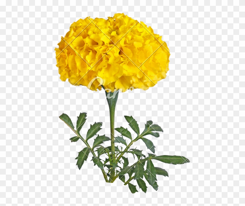 Single Yellow Flower - Single Marigold Free #823667
