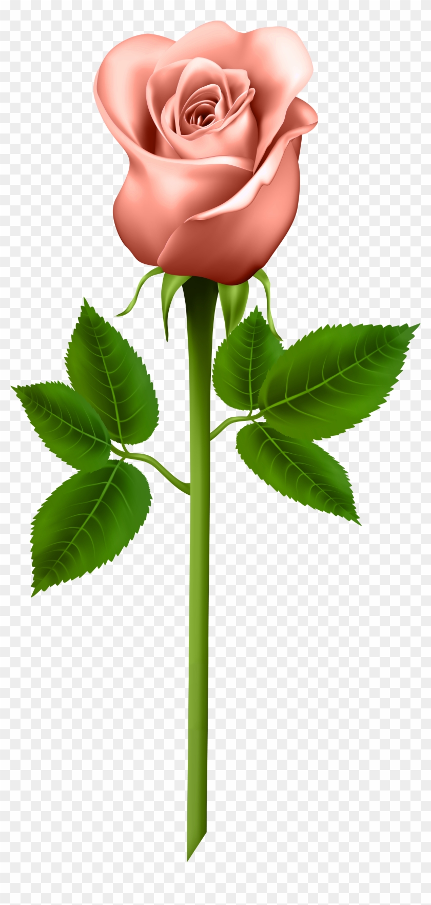 Edit And Free Download Orange Rose Transparent Png - Information About Parts Of A Plant #823702