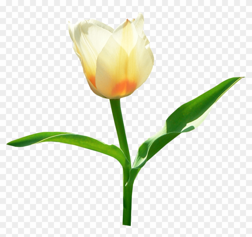 Single White Tulip - Portable Network Graphics #823711