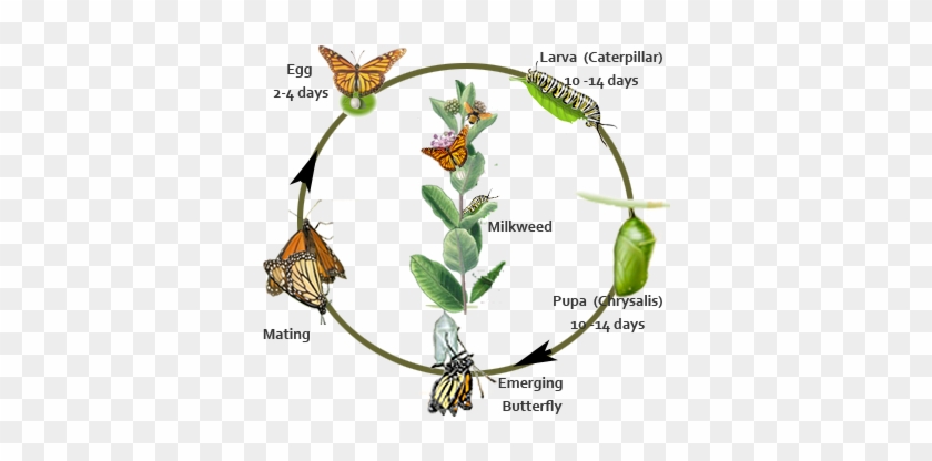 Monarch Butterfly Life Cycle Timeline #823880