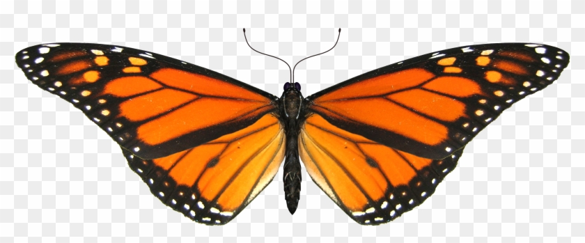 Monarch Butterfly Clipart Blank - Monarch Butterfly Transparent Gif #823925