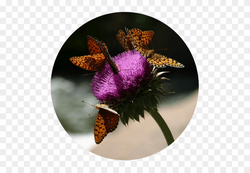Thistle Flower And Monarch Butterflies Mini Sticker - Mail Icon #823945