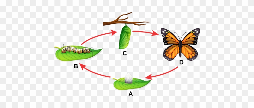 Butterfly Lifecycle Without Text Labels - Life Cycle Of Monarch Butterfly #824003