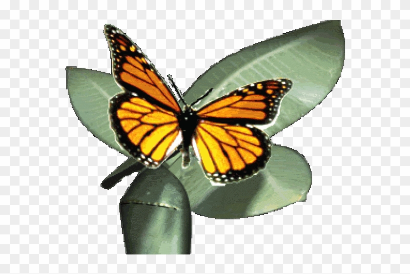 Monarch Butterfly Clipart Gif Animation - Monarch Butterfly Animated Gif -  Free Transparent PNG Clipart Images Download