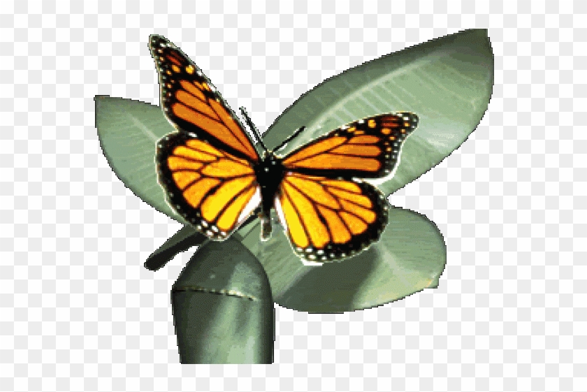 Monarch Butterfly Clipart Gif Animation - Monarch Butterfly Animated Gif #824021