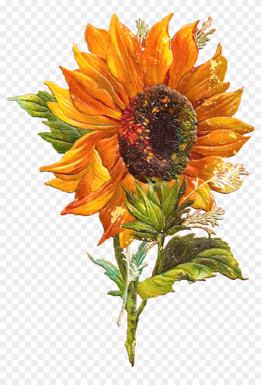 September Flower Clipart - Vintage Sunflower Clip Art #824028