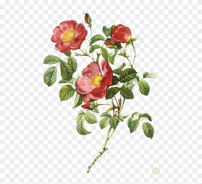 Pierre-joseph Redouté Flower Painting - Proverbs 31 31 Bible Verse #824034