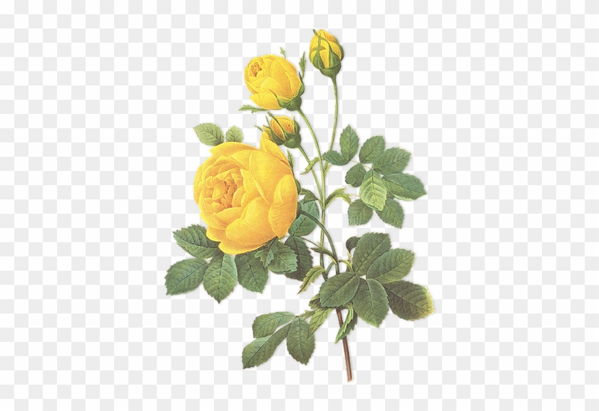 Book Consultation - Yellow Rose Botanical Illustration #824044