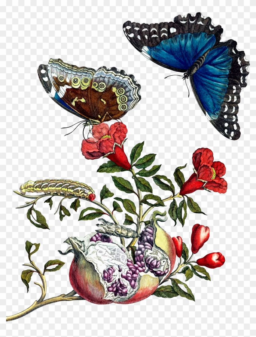 Flowers And Butterflies Clipart 19, - Maria Sibylla Merian Prints #824056
