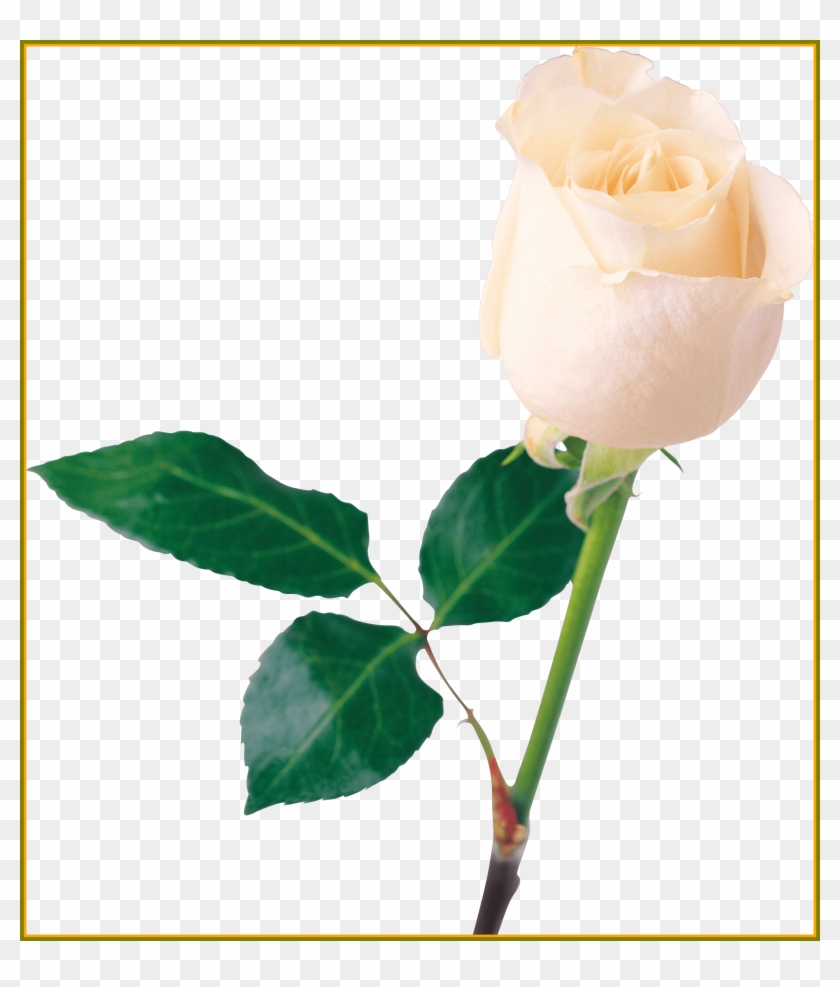 Rose Flower Rose Flower Mala For Wedding Appealing - Rose Png #824105