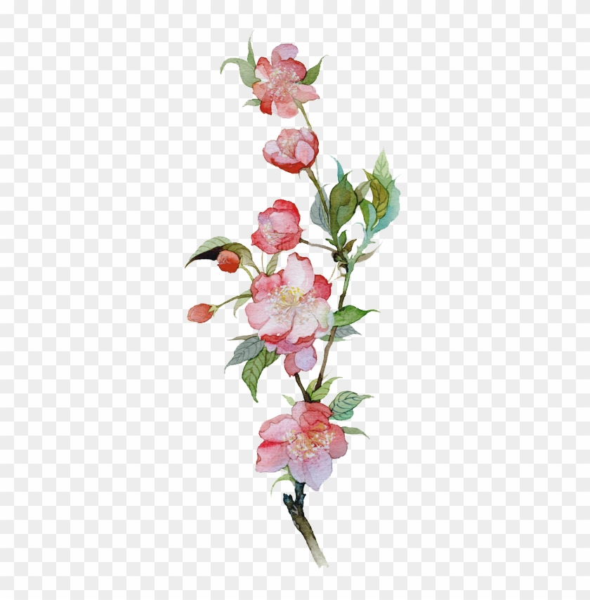 Malus Spectabilis Watercolor Painting Illustration - Malus Spectabilis #824374