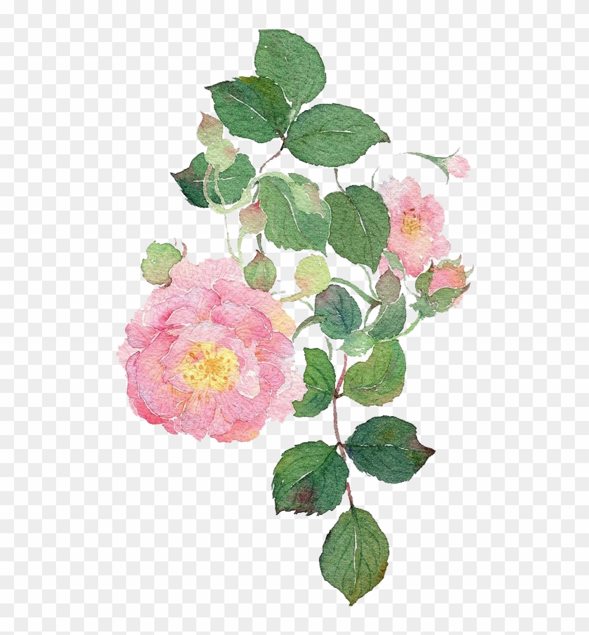 Garden Roses Watercolour Flowers Dog-rose Watercolor - Watercolor Painting #824379