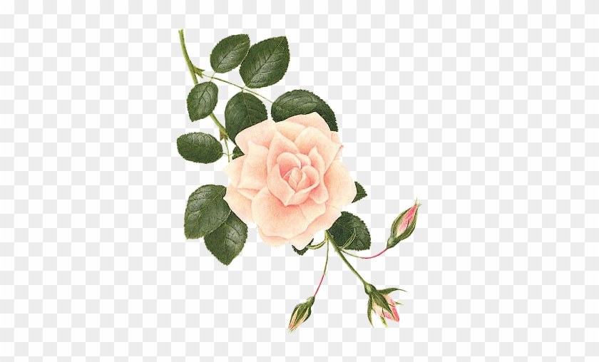 Séparateur - Botanical Drawing Of A Rose #824461