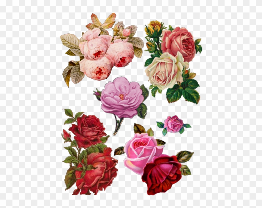 Roses A - Old Roses Png #824478
