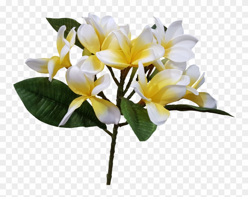 S5843 Frangipani Plumeria Artificial Flower - Transparent Frangipani #824484