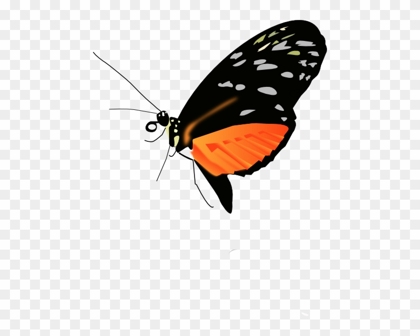 Orange Butterfly Clipart For Kids - Butterfly Png Photo Black #824491