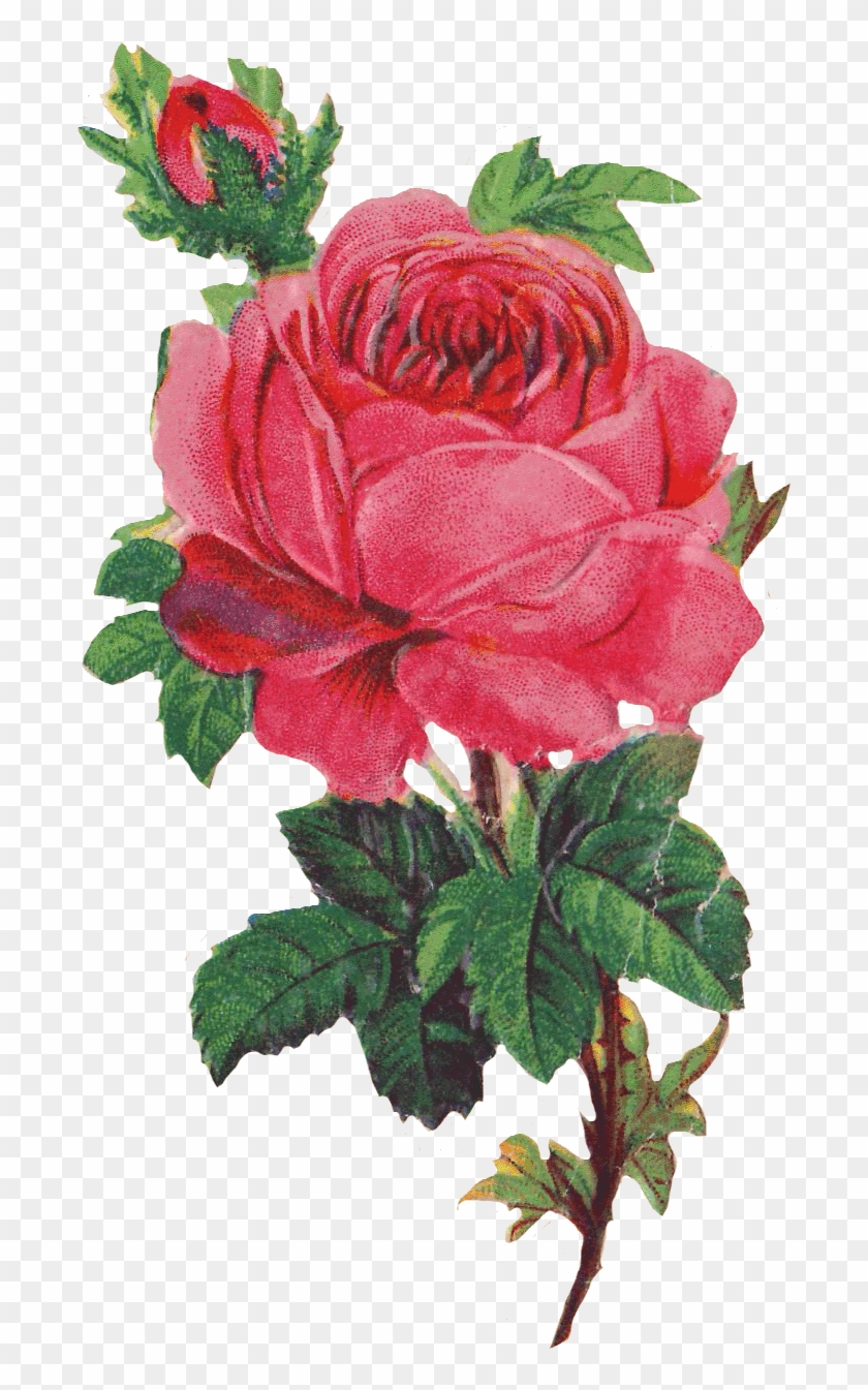 Victorian Pink Rose Transparent #824498