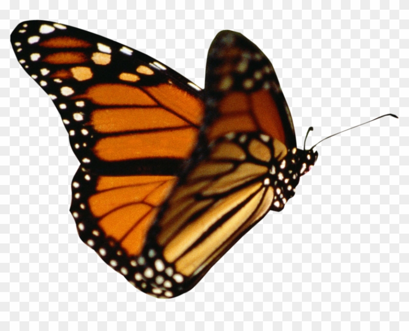 Butterfly's World - Transparent Background Butterfly Gif #824528