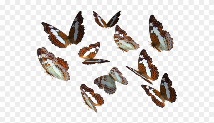 Monarch Butterfly Clipart Deviantart - Real Butterfly Png #824540