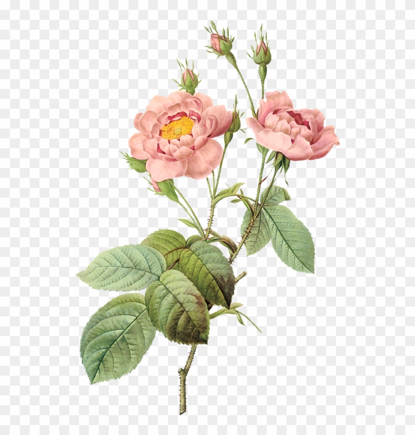 Pierre Joseph Redoute Flower #824564