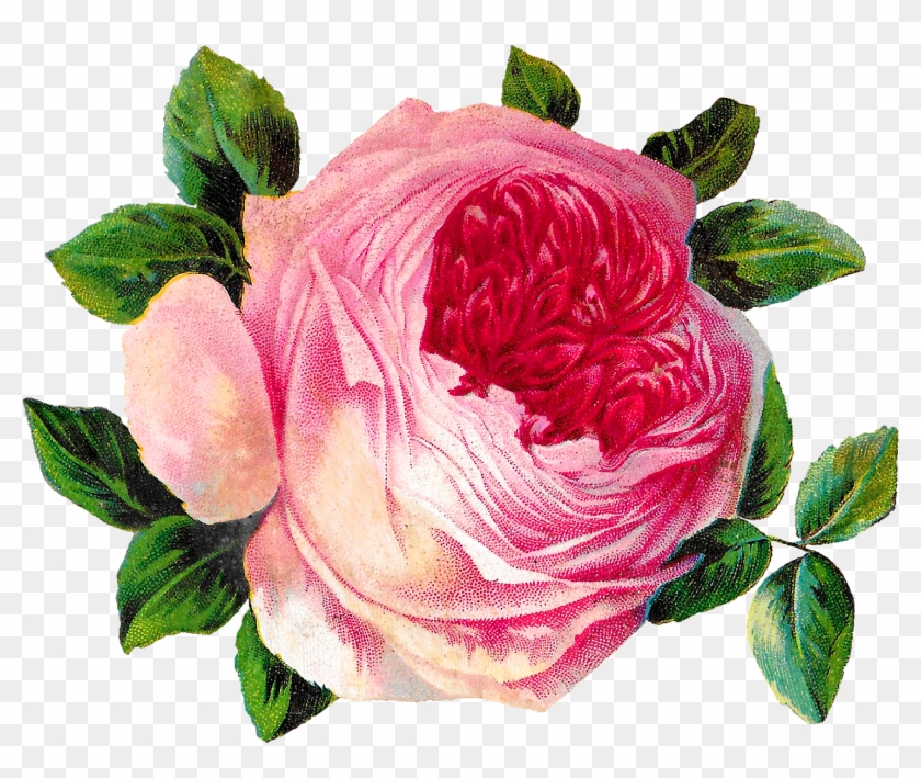 Rose Flower Botanical Art Image Shabby Chic Crafting - Rose #824642