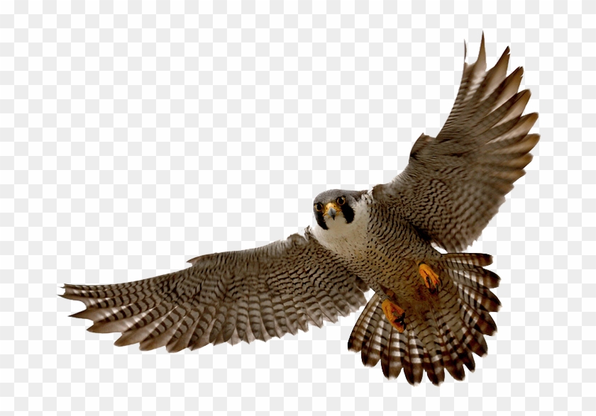 Falcon Clip Art Tumundografico 4 Wikiclipart - Peregrine Falcon Png #824831