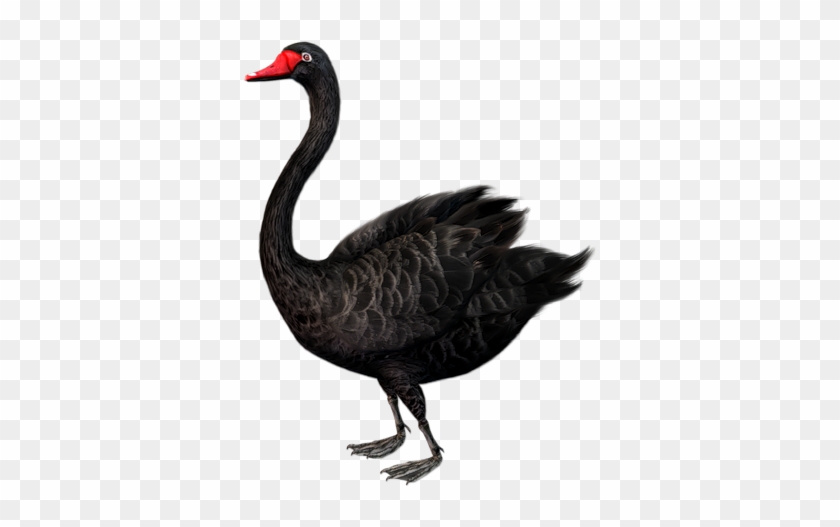 Black Swan Clipart Two - Black Swan Png #824911