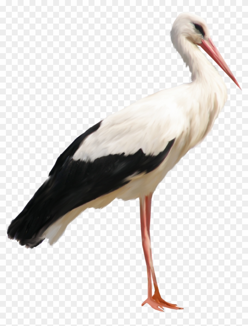 Stork Clipart Transparent - Stork Png #824925