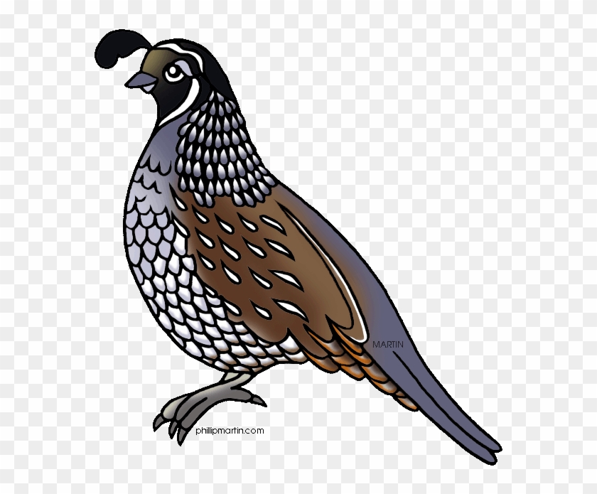 Page Of Missouri Clip Art, Clipart - Quail Clipart #824943