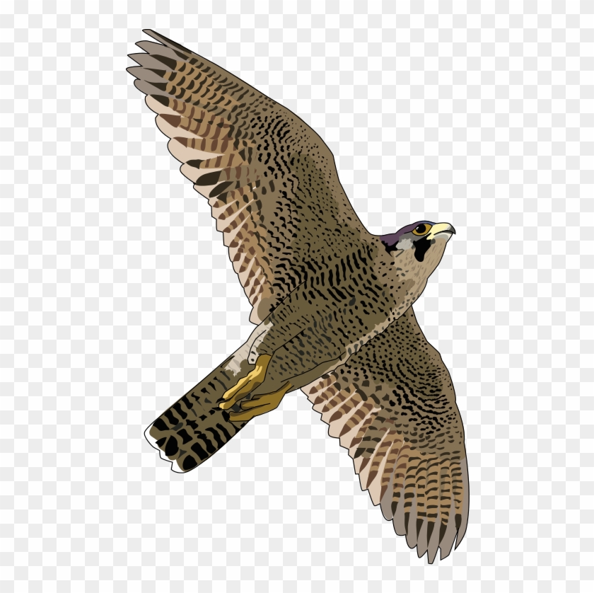 Falcon Clip Art Free Free Clipart Image Image - Peregrine Falcon Clipart #824949