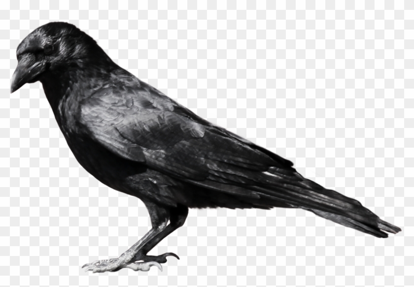 Crow Clipart - Crow Png #824958