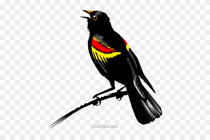 Blackbird Clipart Transparent - Red Winged Blackbird Transparent #824963