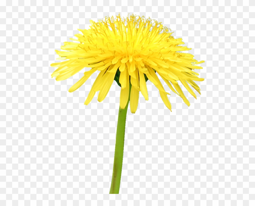 Yellow Dandelion Png File - Yellow Dandelion Png #825086