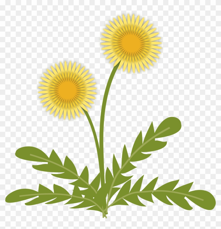 たんぽぽのイラスト Clip Art Free Transparent Png Clipart