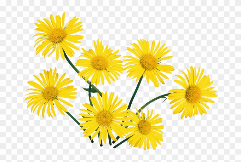 Tube Fleurs Jaunes - Fleur Jaune Fond Transparent - Free Transparent PNG  Clipart Images Download