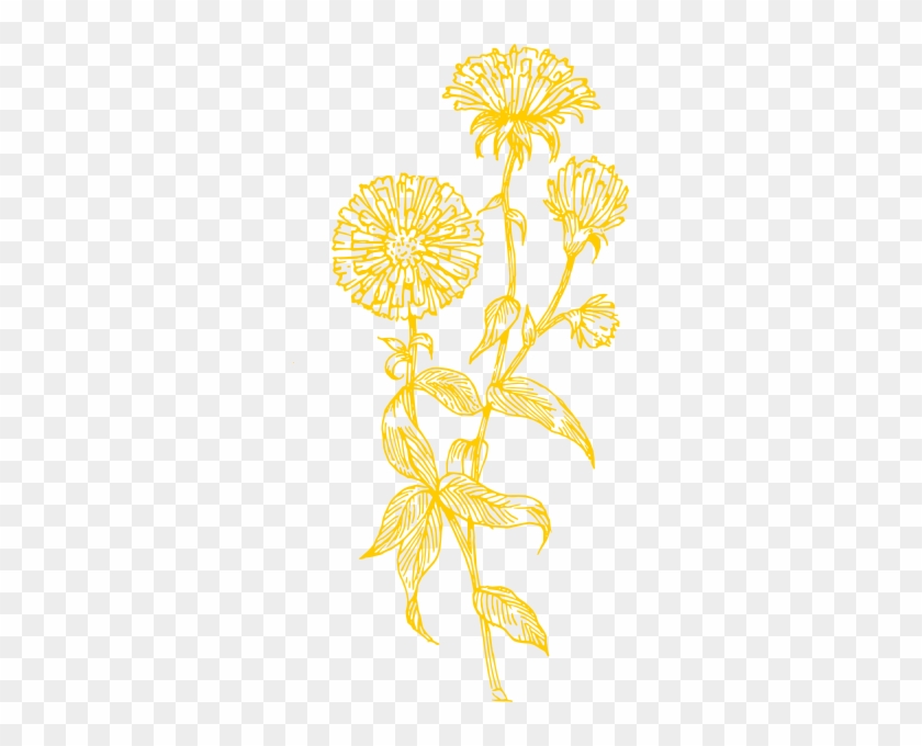 Yellow Dandelion Png - Aster Flower Drawing #825133