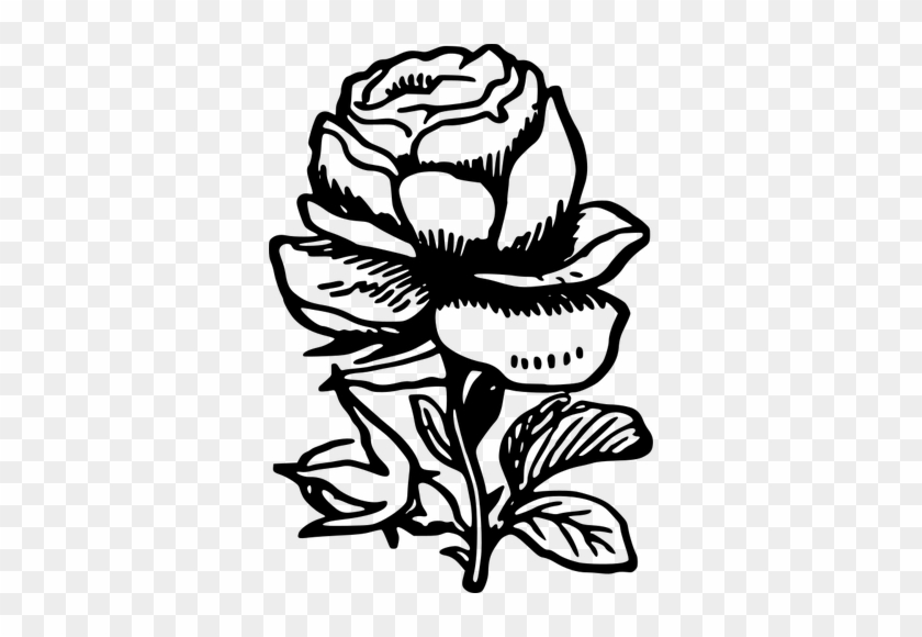 Black And White Rose - Black And White Rose Drawing Png #825319