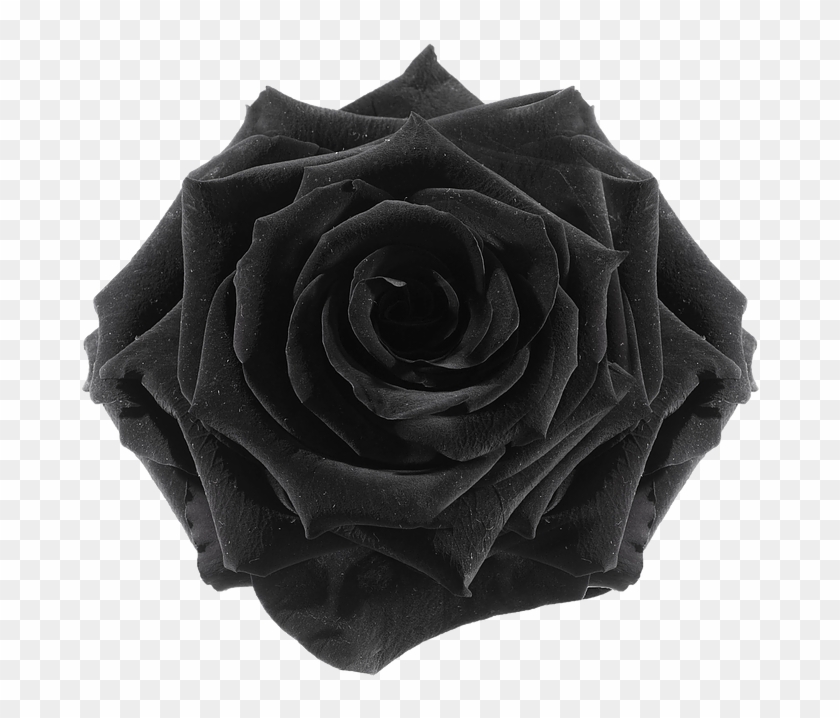 The Gallery For > Flower Tumblr Transparent Black - Rose #825583