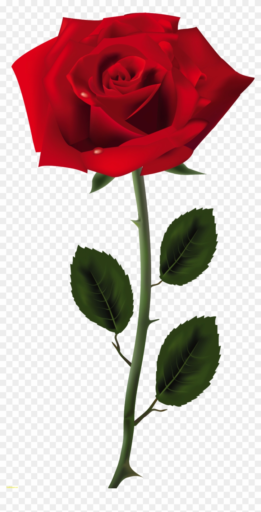 Red Rose Png Art Picture Best Of Picture Of Rose - Rose Png #825890