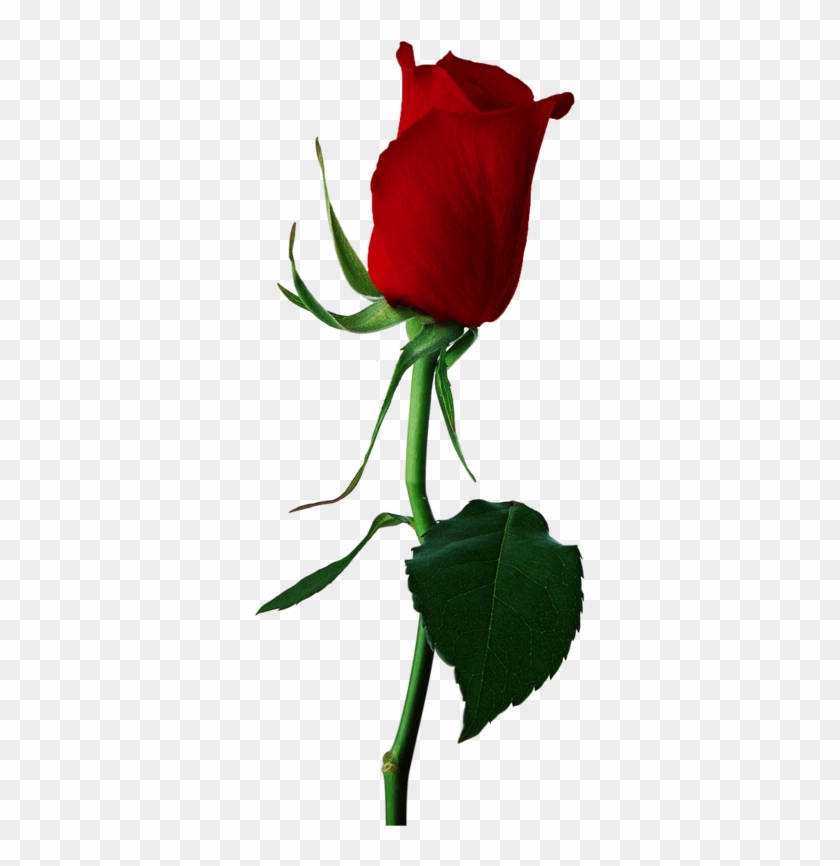 Red Rose Bud Png #825942